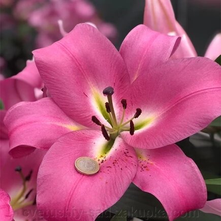 Лілія Брюсаго ( ОТ гібрид ) від компанії Квітучій сад у Великих Сорочинцях - фото 1