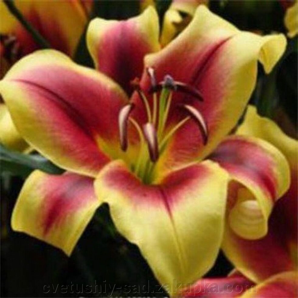Лілія Флавія (ОТ-Гібрид) від компанії Квітучій сад у Великих Сорочинцях - фото 1