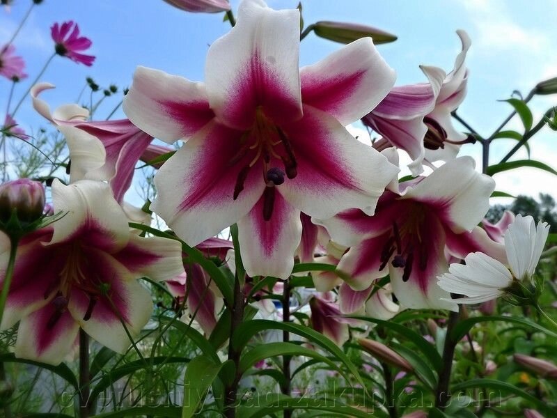 Лілія Гарден Плеже (ОТ-Гібрид) від компанії Квітучій сад у Великих Сорочинцях - фото 1