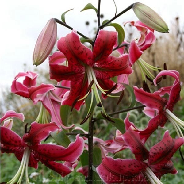 Лілія Міс Фея (От-Гібрид) від компанії Квітучій сад у Великих Сорочинцях - фото 1