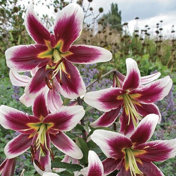 Лілія Міс Лілі  (ОТ- Гібрид) від компанії Квітучій сад у Великих Сорочинцях - фото 1