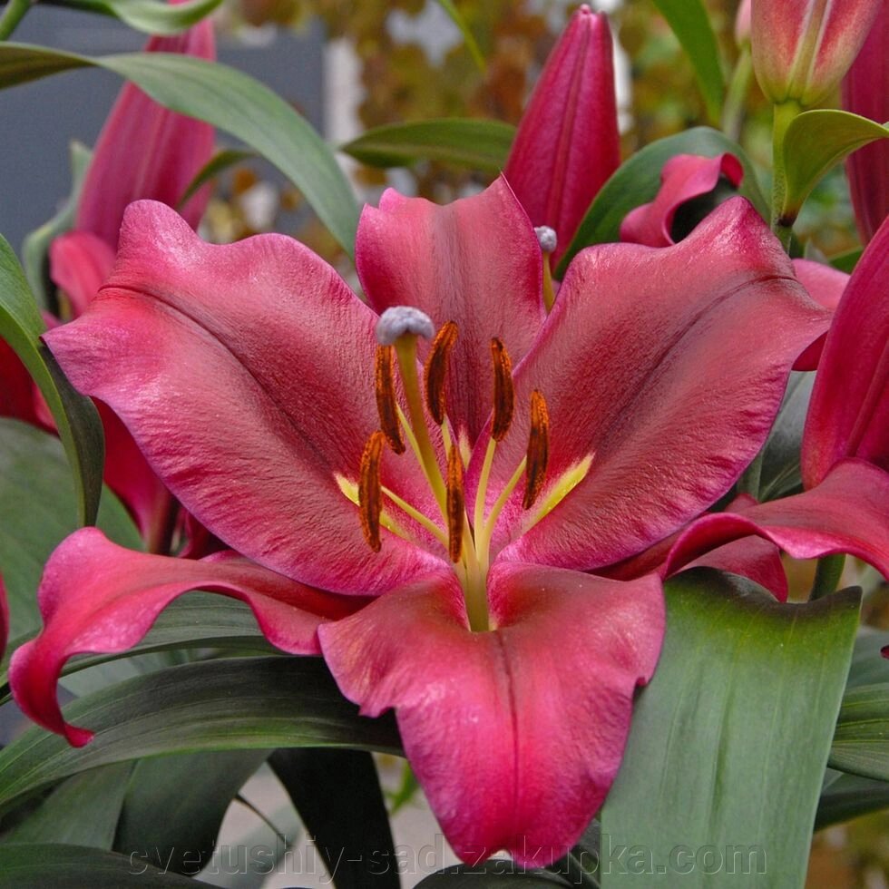Лилия Палаццо  (ОТ-Гибрид) від компанії Квітучій сад у Великих Сорочинцях - фото 1