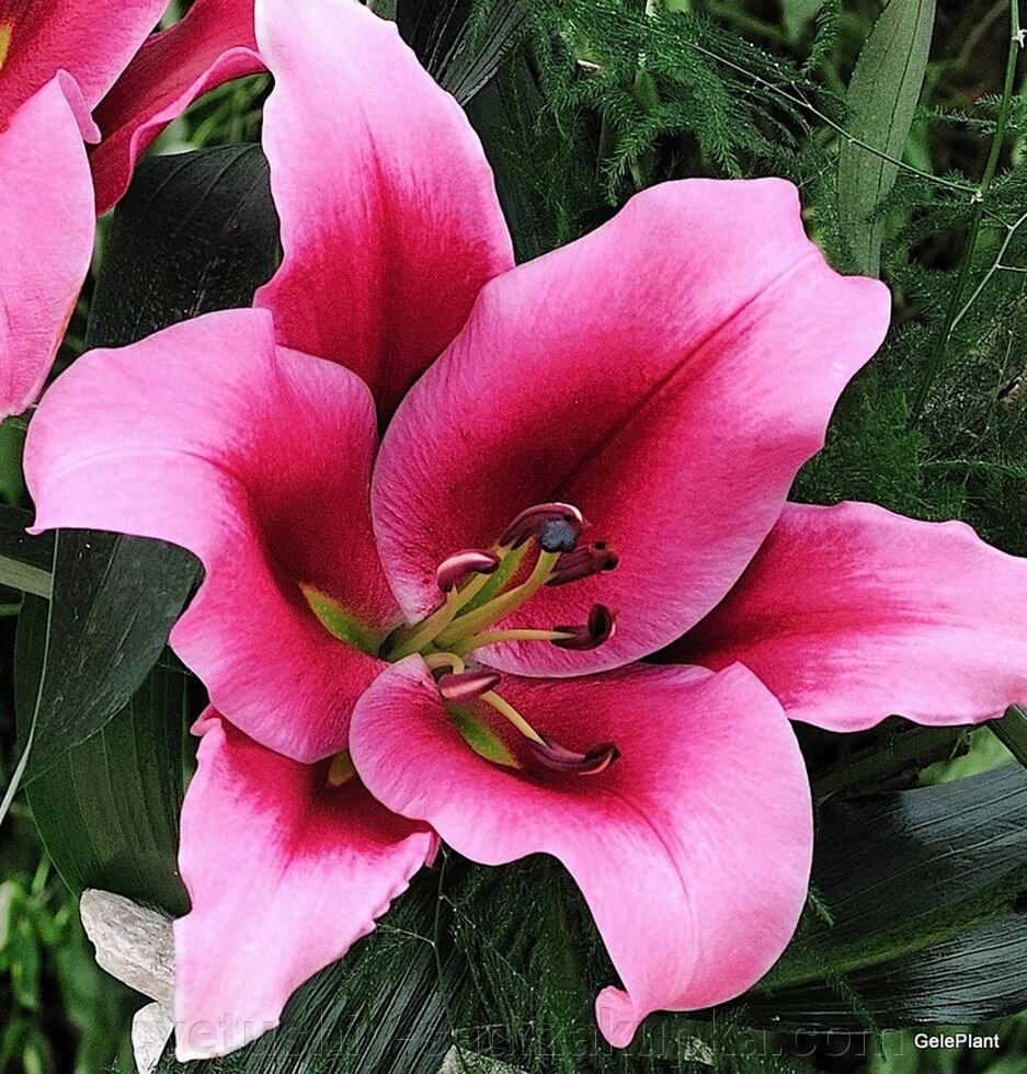 Лілія Парагвай * (ОТ- Гібрид) від компанії Квітучій сад у Великих Сорочинцях - фото 1
