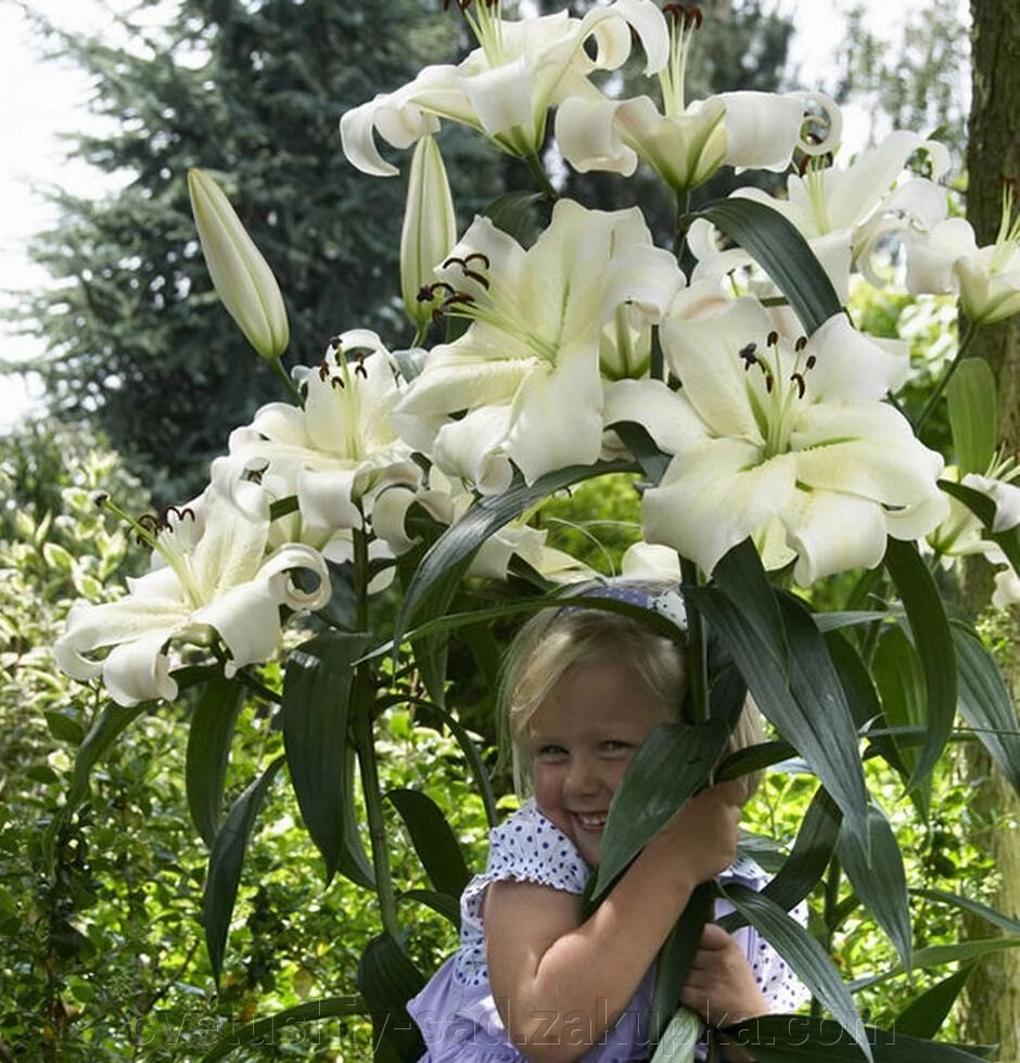 Лілія Прітті Вумен (ОТ-Гібрид ) від компанії Квітучій сад у Великих Сорочинцях - фото 1