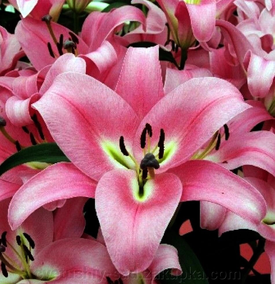 Лілія Провечо (ОТ- Гібрид) від компанії Квітучій сад у Великих Сорочинцях - фото 1