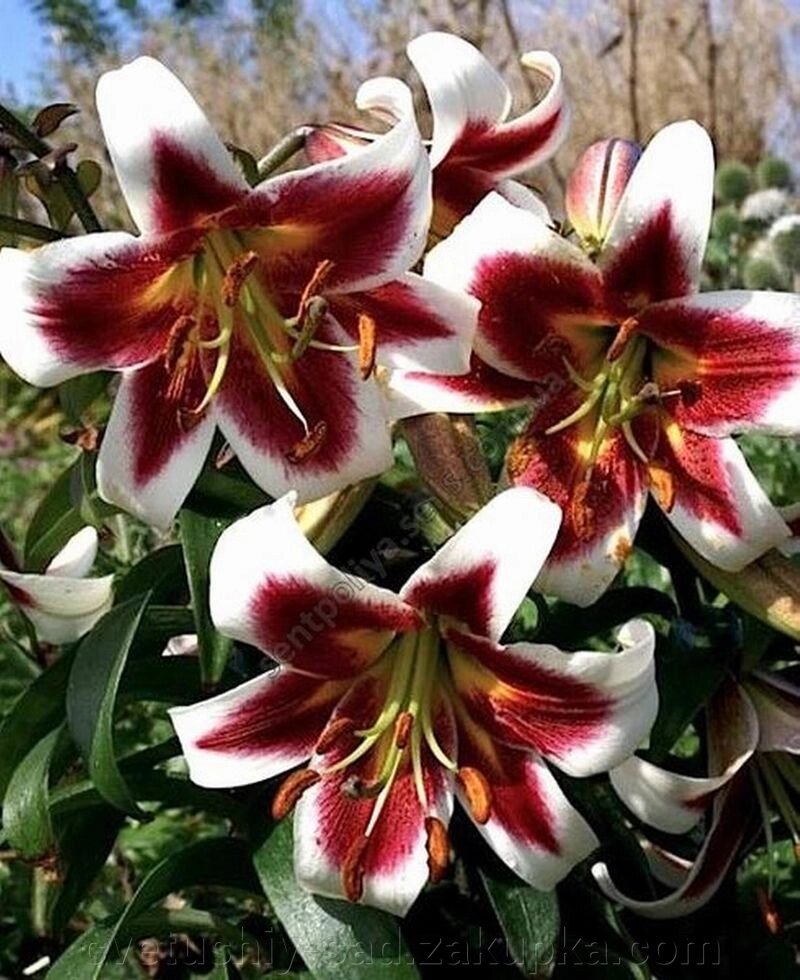 Лілія Роберт Грісбах (ОТ- Гібрид) від компанії Квітучій сад у Великих Сорочинцях - фото 1