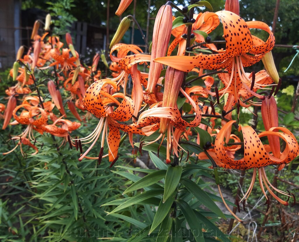 Лілія Тигрова від компанії Квітучій сад у Великих Сорочинцях - фото 1