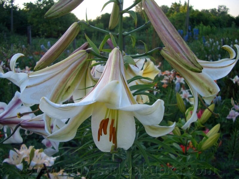 Лілія трубчаста біла від компанії Квітучій сад у Великих Сорочинцях - фото 1
