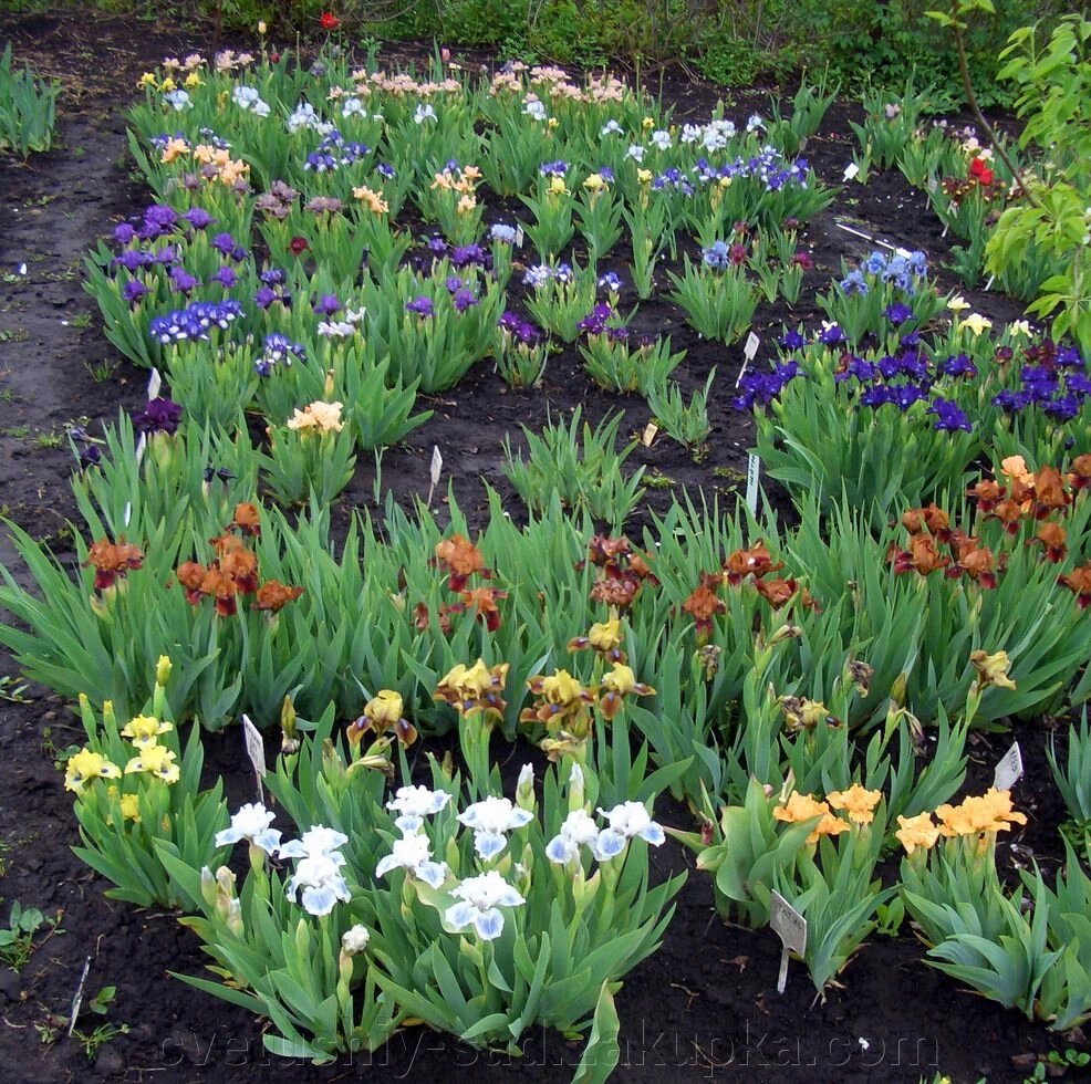 Набір карликових ирисів 30 різних сортів від компанії Квітучій сад у Великих Сорочинцях - фото 1