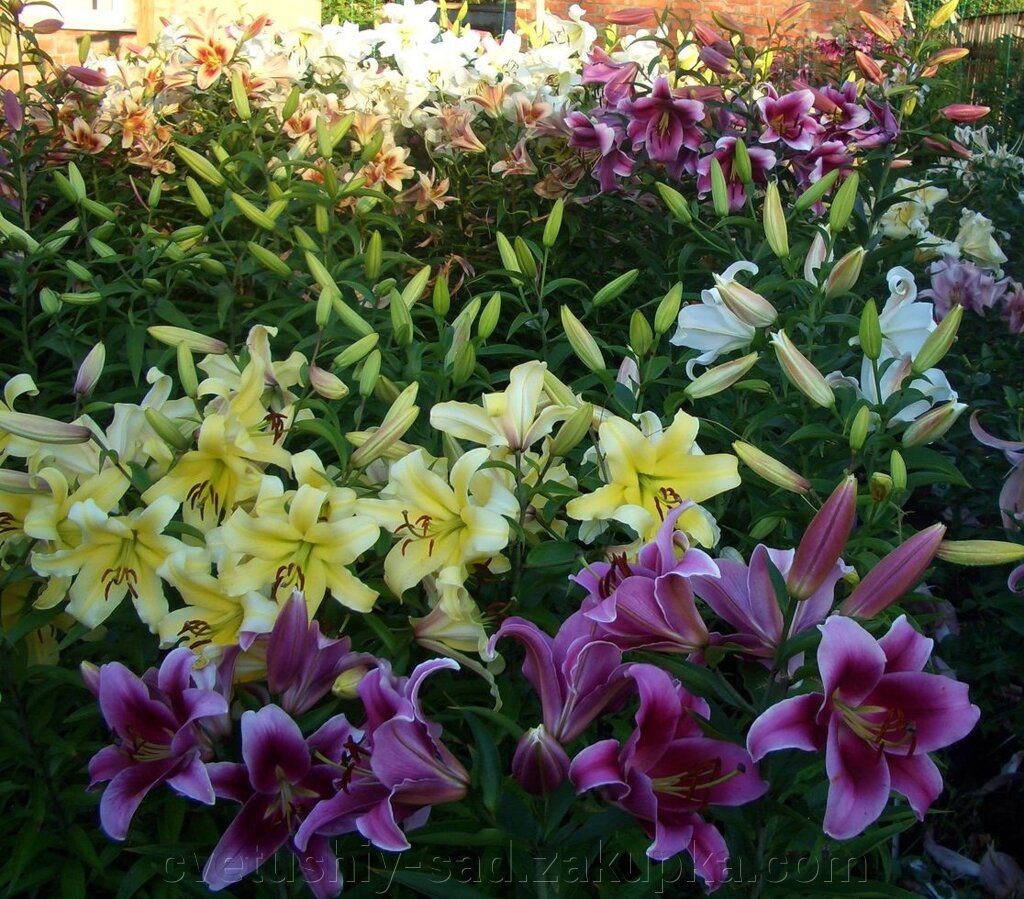 Набір лілій  6 шт різних груп від компанії Квітучій сад у Великих Сорочинцях - фото 1