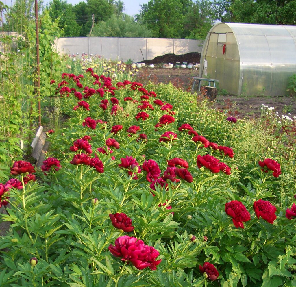 Набір півоній 10 сортів різного кольору (пересилка за мій рахунок) від компанії Квітучій сад у Великих Сорочинцях - фото 1
