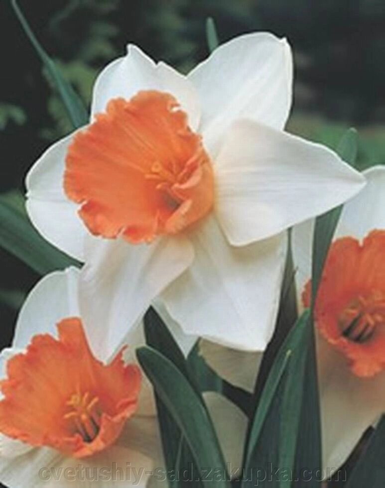 Нарцис Ексент  1шт * від компанії Квітучій сад у Великих Сорочинцях - фото 1