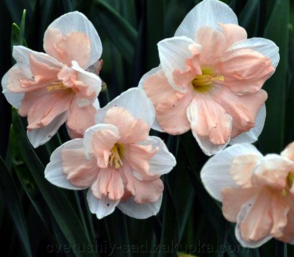 Нарцис Апрікот Вірл* від компанії Квітучій сад у Великих Сорочинцях - фото 1