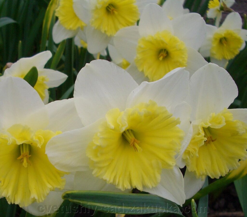Нарцис Айс Фолліс* від компанії Квітучій сад у Великих Сорочинцях - фото 1