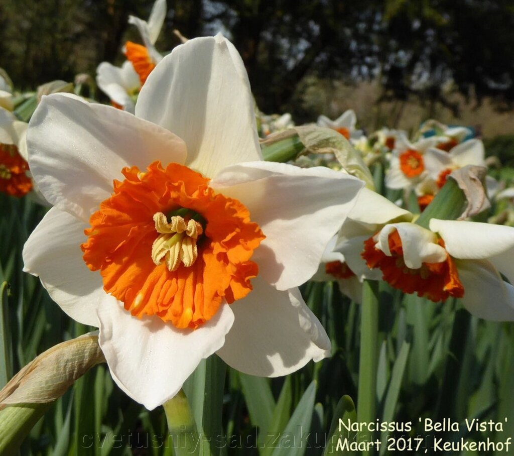 Нарцис Белла  Віста* від компанії Квітучій сад у Великих Сорочинцях - фото 1
