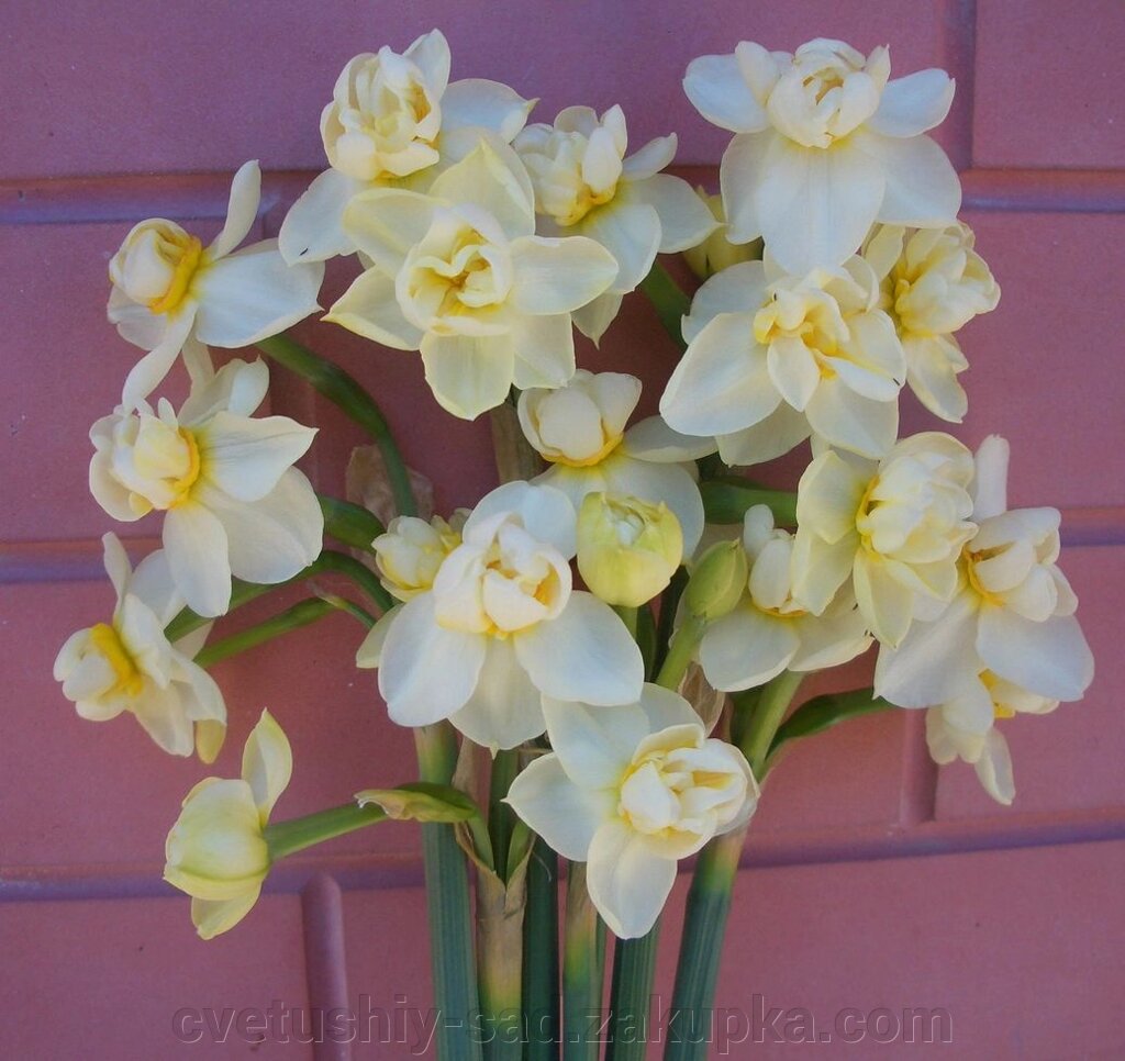 Нарцис Черфулнесс білий* від компанії Квітучій сад у Великих Сорочинцях - фото 1