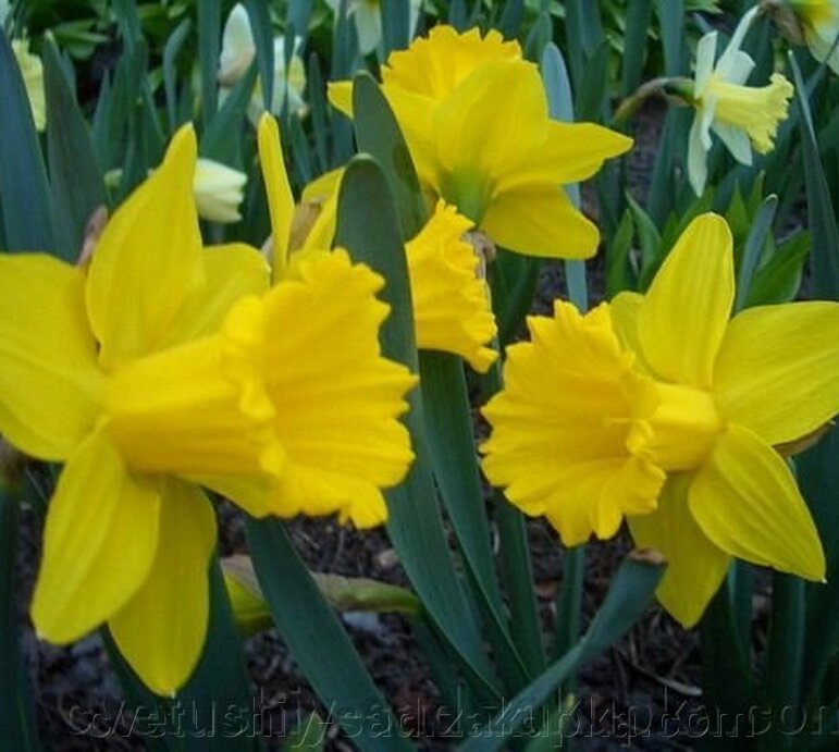 Нарцис Дач Майстер 1 шт від компанії Квітучій сад у Великих Сорочинцях - фото 1