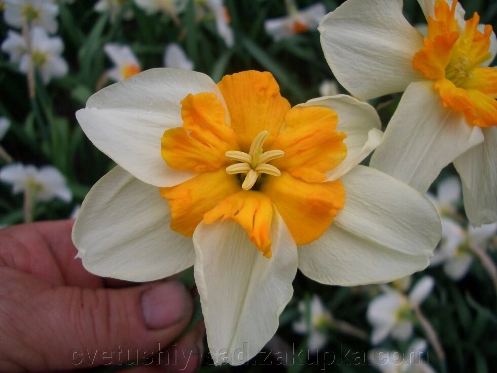 Нарцис Дельта 1 шт від компанії Квітучій сад у Великих Сорочинцях - фото 1