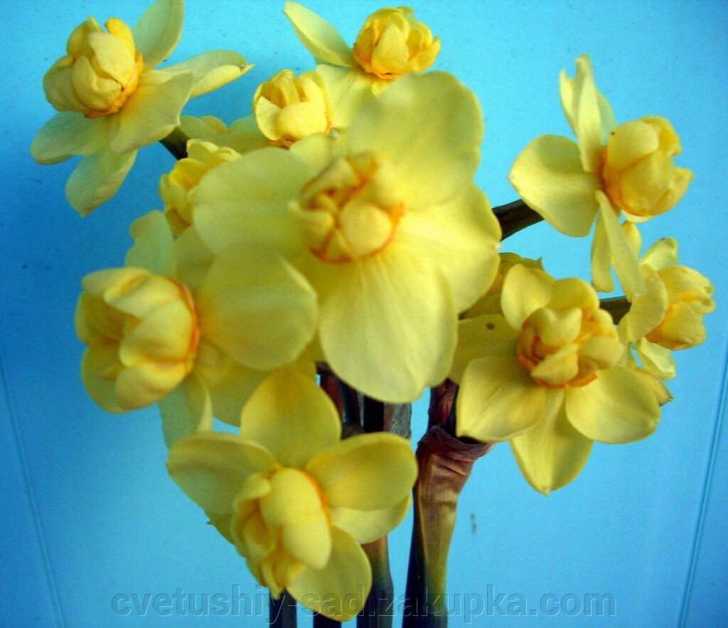 Нарцис Еллоу Черфулнесс* від компанії Квітучій сад у Великих Сорочинцях - фото 1