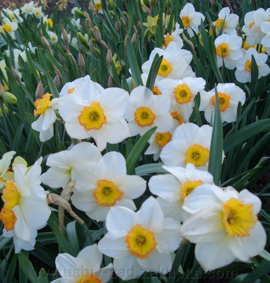 Нарцис Флауер Рекорд* 1 шт від компанії Квітучій сад у Великих Сорочинцях - фото 1