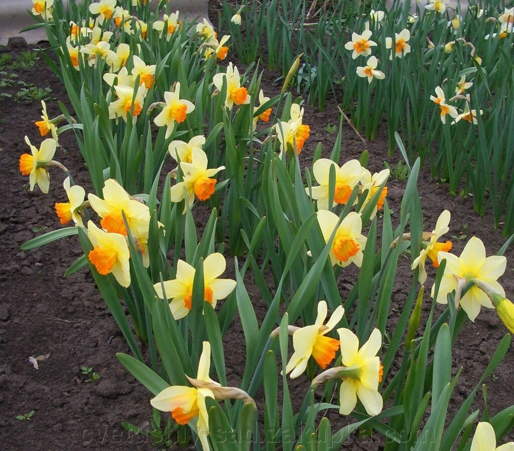 Нарцис Фортіссімо 1 шт. від компанії Квітучій сад у Великих Сорочинцях - фото 1