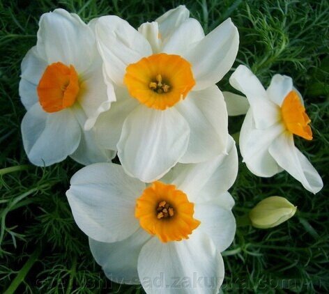 Нарцис Гераніум 1шт від компанії Квітучій сад у Великих Сорочинцях - фото 1