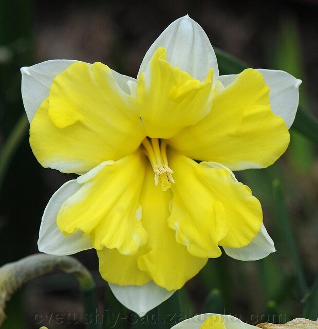Нарцис  Касата* від компанії Квітучій сад у Великих Сорочинцях - фото 1