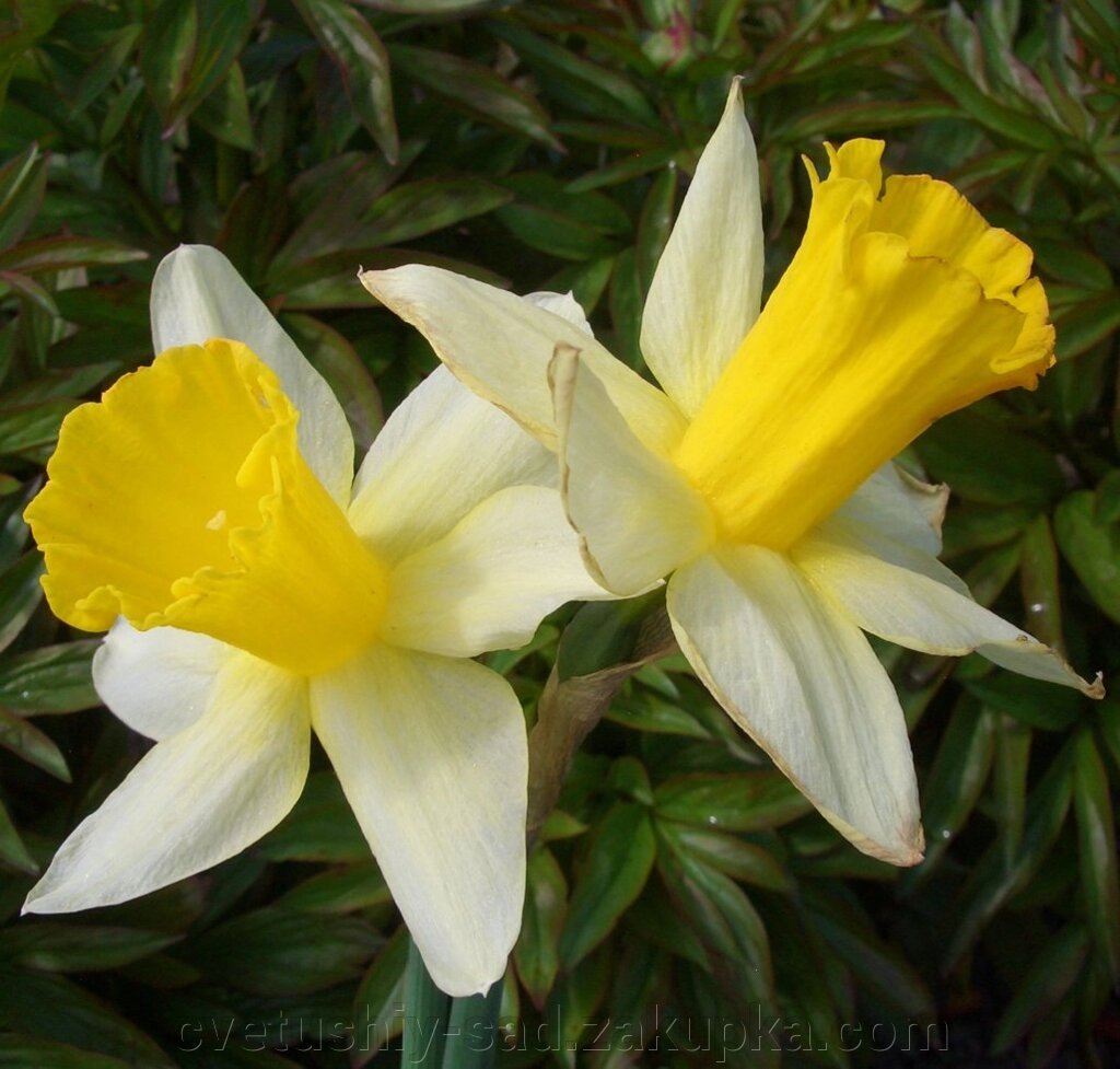 Нарцис Мон Діор* від компанії Квітучій сад у Великих Сорочинцях - фото 1