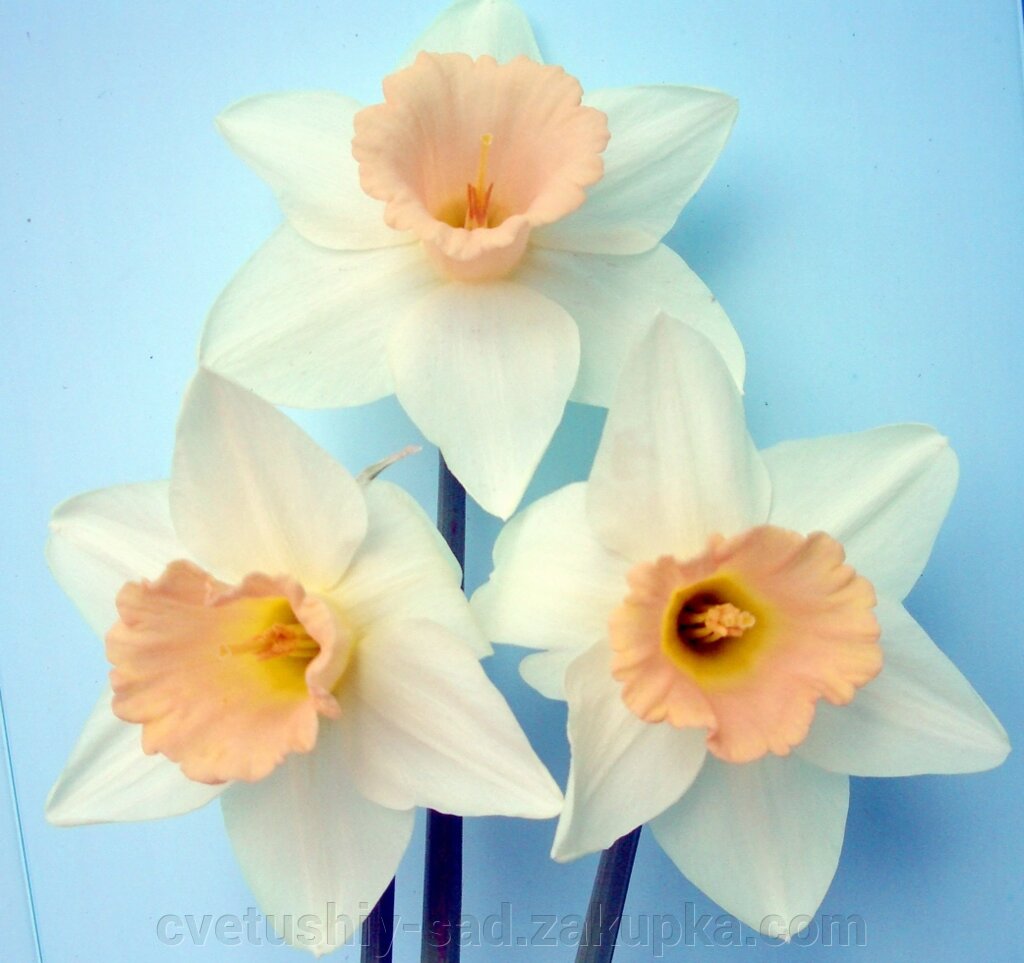 Нарцис  Пінк Сілк* від компанії Квітучій сад у Великих Сорочинцях - фото 1