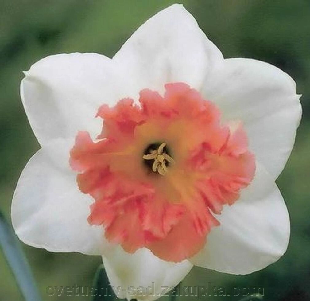 Нарцис Прекоушес*1 шт від компанії Квітучій сад у Великих Сорочинцях - фото 1