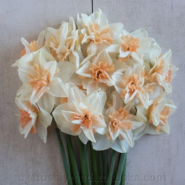 Нарцис Розі Клауд* від компанії Квітучій сад у Великих Сорочинцях - фото 1