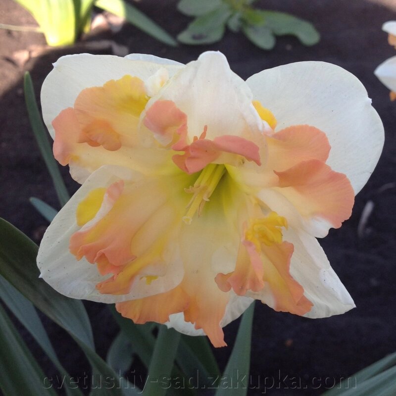 Нарцис Санні Голфренд від компанії Квітучій сад у Великих Сорочинцях - фото 1