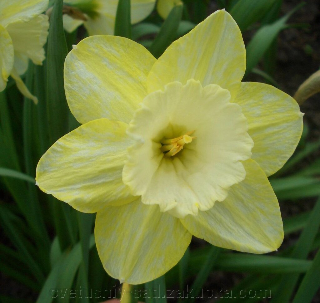 Нарцис Спелбіндер 1 шт від компанії Квітучій сад у Великих Сорочинцях - фото 1