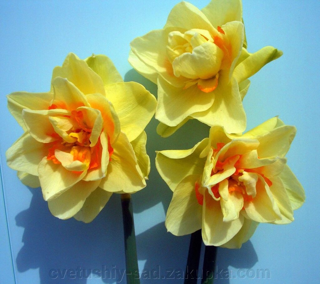 Нарцис Техас* 1 шт від компанії Квітучій сад у Великих Сорочинцях - фото 1