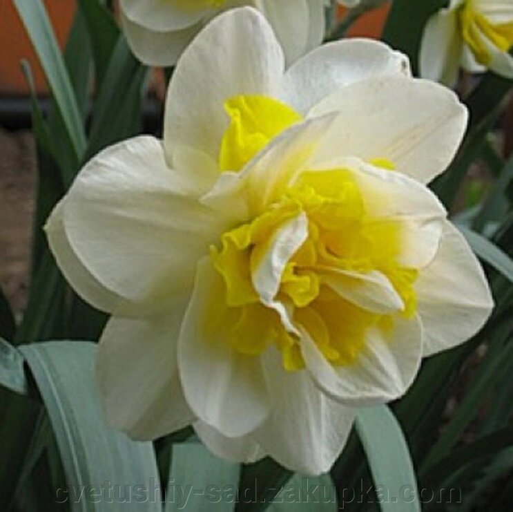 Нарцис Вайт Ліон*1шт від компанії Квітучій сад у Великих Сорочинцях - фото 1