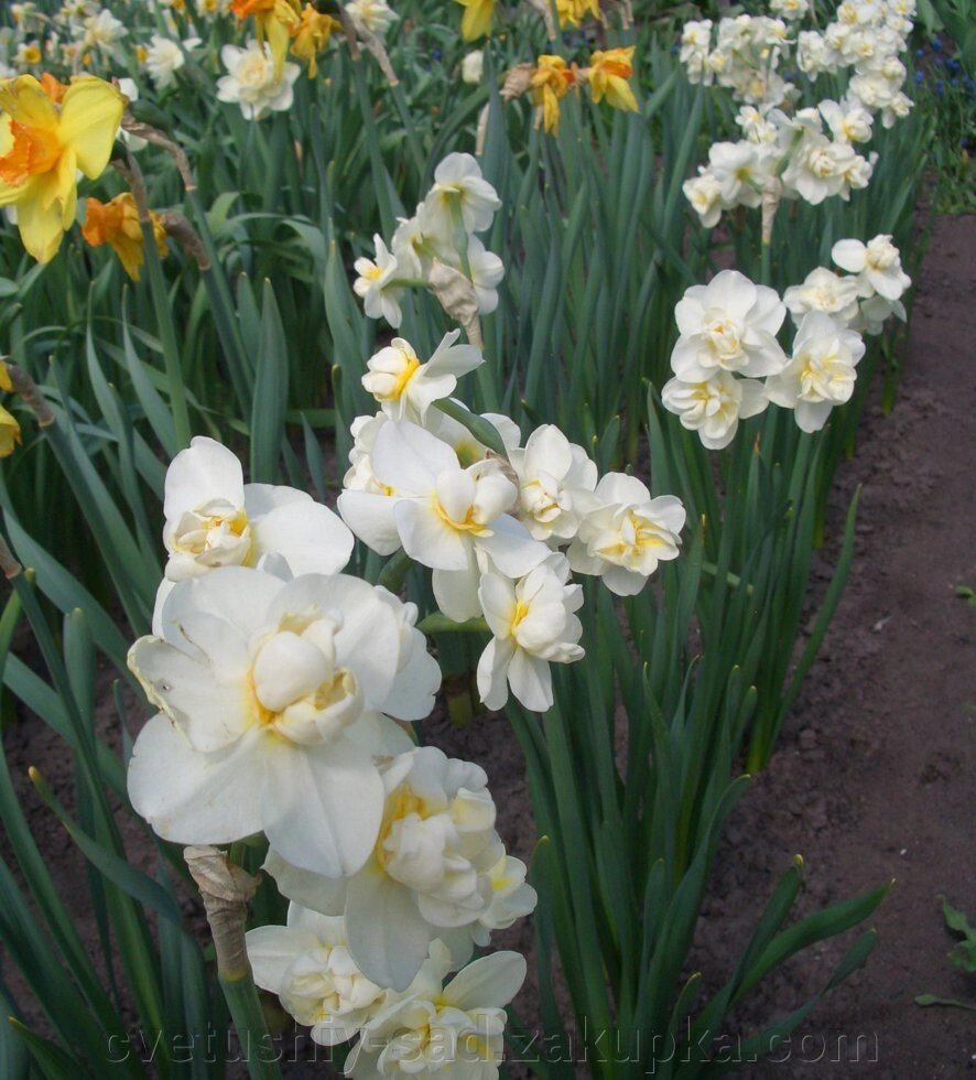 Нарцис Вайт Марвел* 1шт від компанії Квітучій сад у Великих Сорочинцях - фото 1