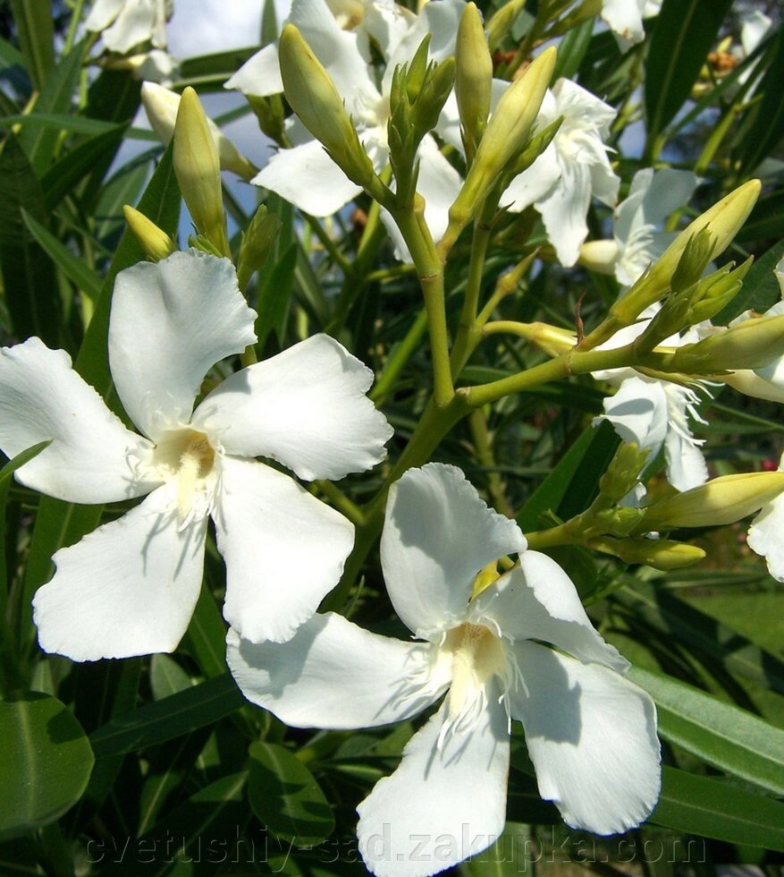 Олеандр білий дворічна рослина від компанії Квітучій сад у Великих Сорочинцях - фото 1