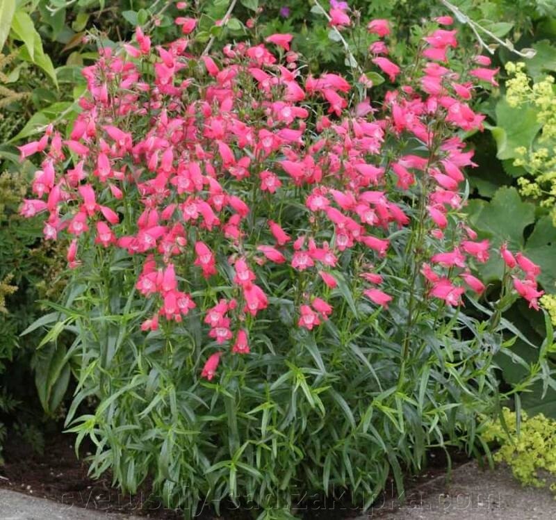 Пенстемон бородатий (Penstemon barbatus) від компанії Квітучій сад у Великих Сорочинцях - фото 1