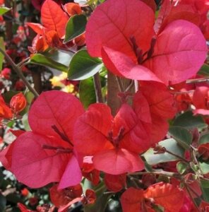 Бугенвіллія La Jolla з квітами, яскраво червона