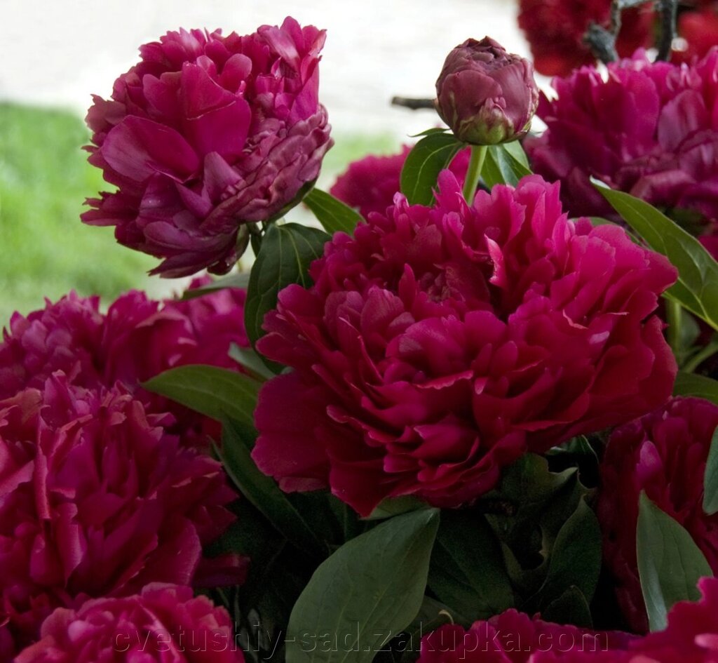 Півонія Адольф Руссо від компанії Квітучій сад у Великих Сорочинцях - фото 1