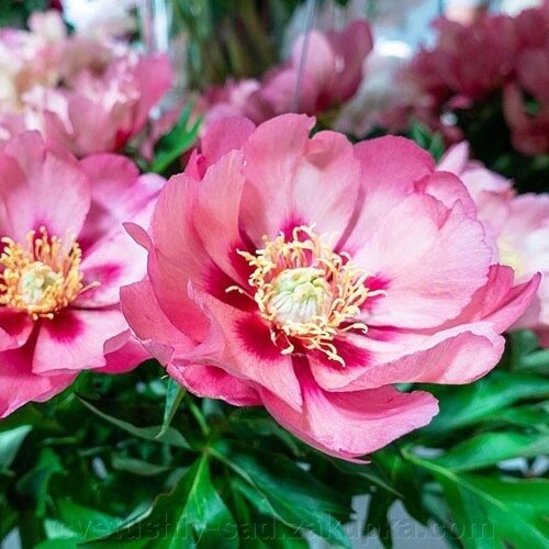 Піонія Олд роуз Денди  ИТО гібрид (5 поле 5 ряд) від компанії Квітучій сад у Великих Сорочинцях - фото 1