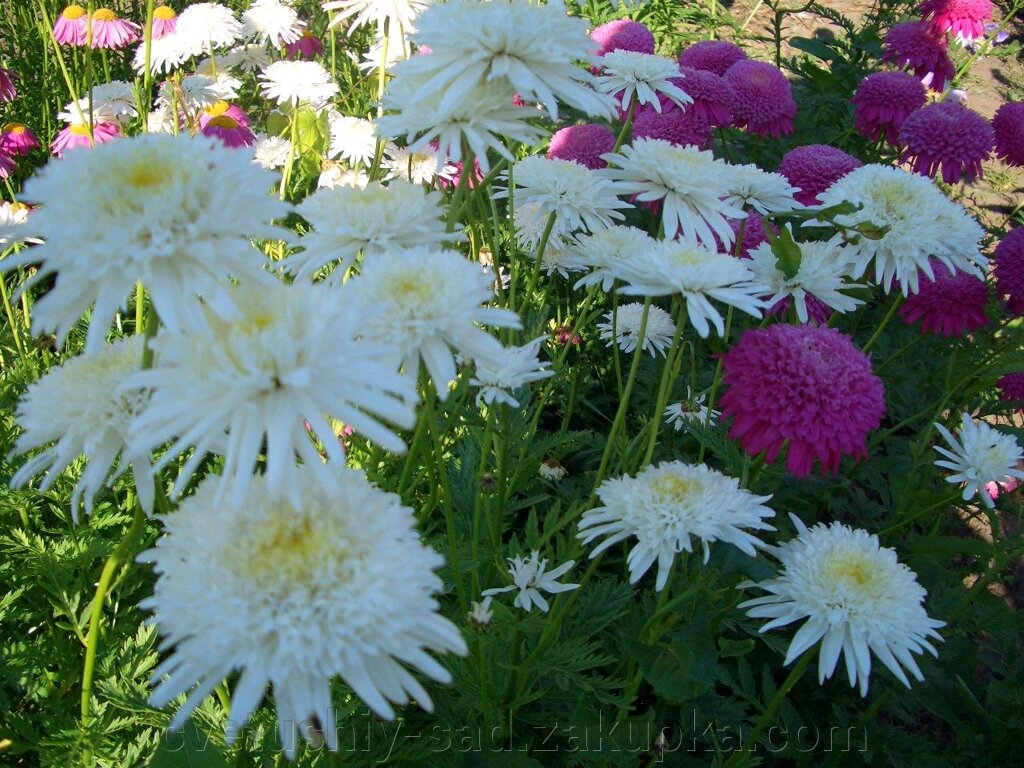 Пиретрум махровий білий від компанії Квітучій сад у Великих Сорочинцях - фото 1