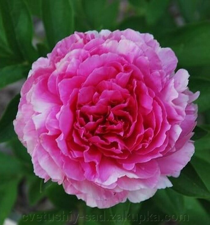 Півонія Біс Бікстос від компанії Квітучій сад у Великих Сорочинцях - фото 1