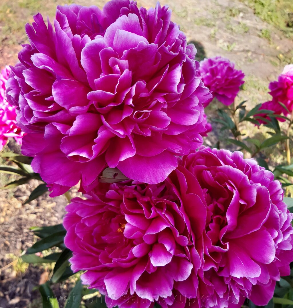 Півонія Черрі Роял (гігант)1поле 5 ряд від компанії Квітучій сад у Великих Сорочинцях - фото 1