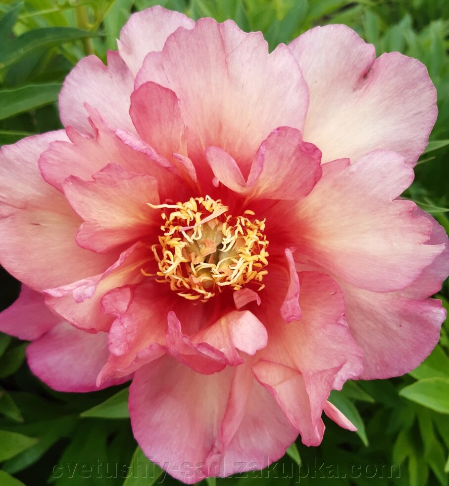 Півонія Джулія Роуз (ито-гібрид) 1 шт від компанії Квітучій сад у Великих Сорочинцях - фото 1