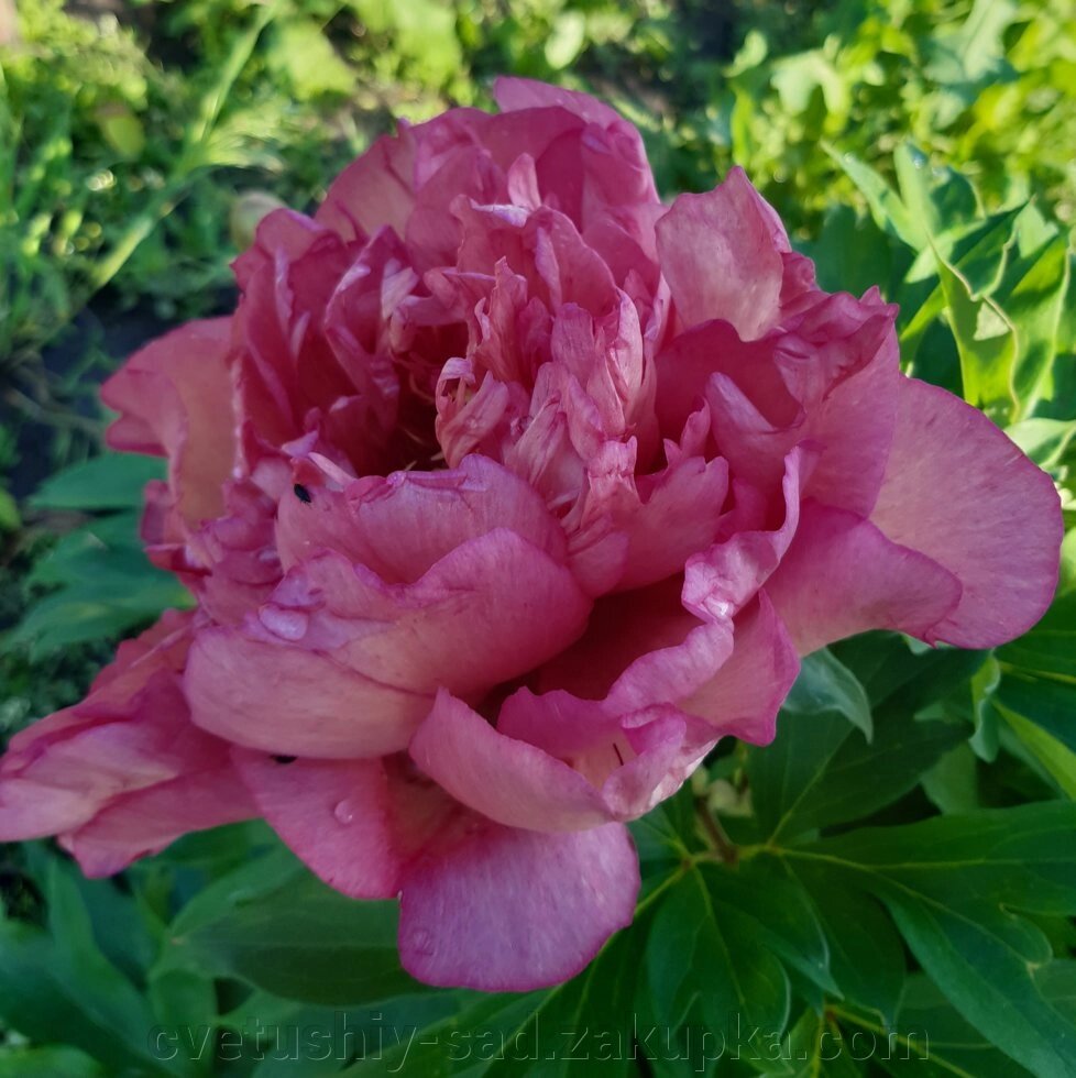 Півонія Хілларі ито - гібрид (не менше 5 паростків) від компанії Квітучій сад у Великих Сорочинцях - фото 1