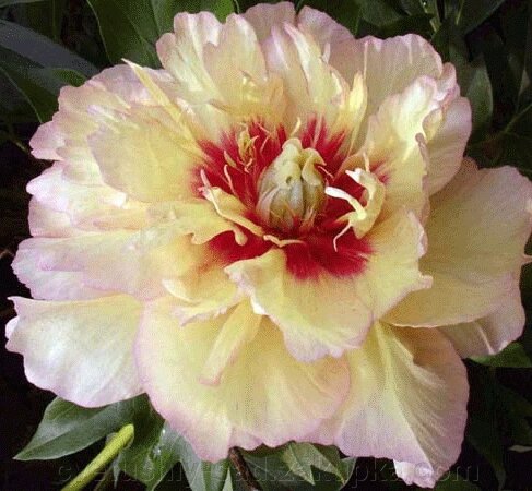 Півонія Келліс Меморі (ито гібрид) від компанії Квітучій сад у Великих Сорочинцях - фото 1