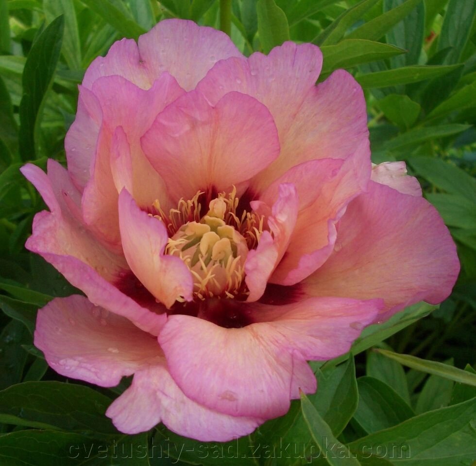 Пион Пастель Сплендор (ито-гибрид) від компанії Квітучій сад у Великих Сорочинцях - фото 1