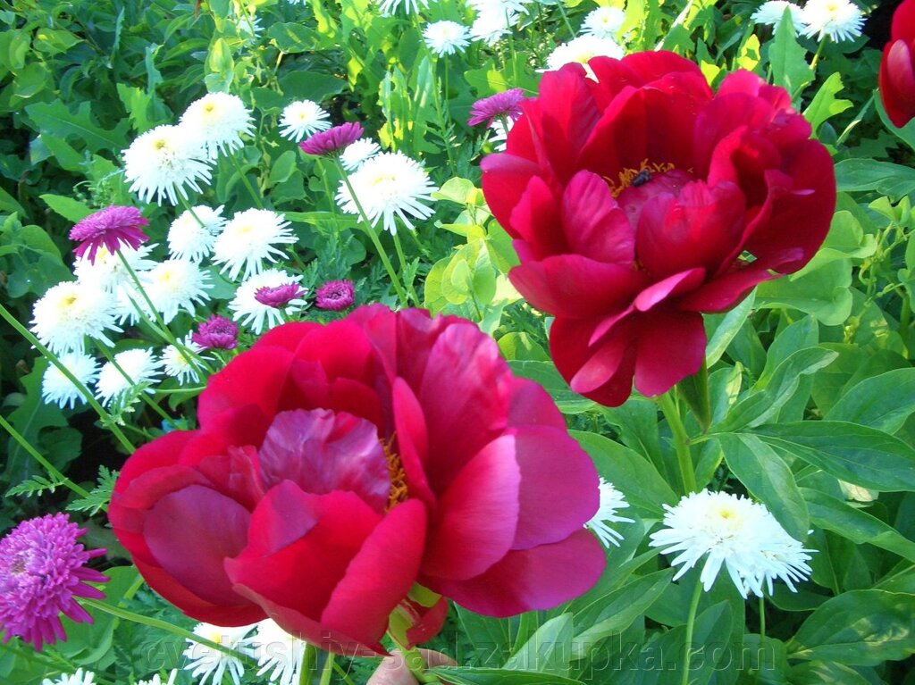 Півонія Ред Ред Роза 1 поле 23 р. 3 п. від компанії Квітучій сад у Великих Сорочинцях - фото 1