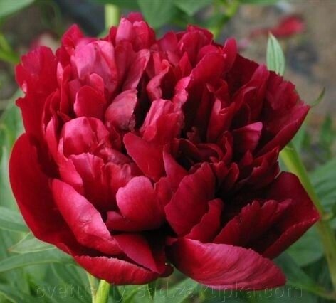 Півонія Ред Сетін від компанії Квітучій сад у Великих Сорочинцях - фото 1